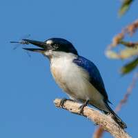 Forest Kingfisher